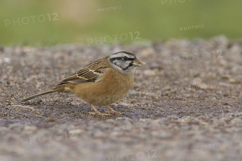 Rock Bunting (Emberiza cia) male, Morocco