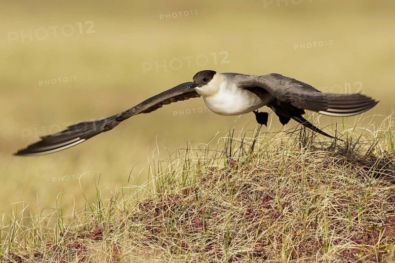 Long-tailed Jaeger (Stercorarius longicaudus) perched on the tundra in Nome, Alaska