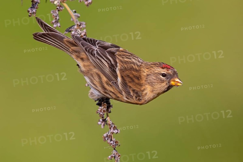 Alpine siskin (Acanthis flammea), Heligoland, Schleswig-Holstein, Federal Republic of Germany