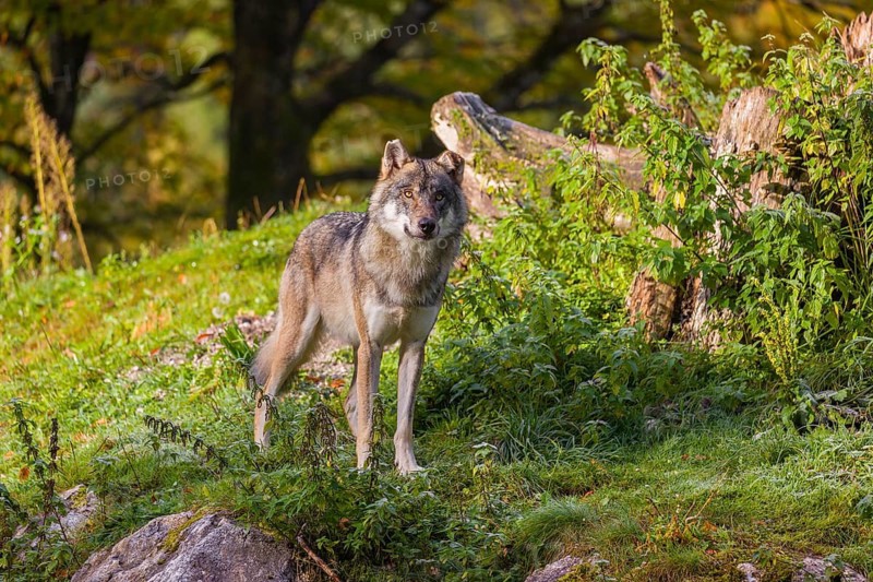 A Eurasian gray wolf (Canis lupus lupus) sits on top of a hill, next to a rotting tree lying on the ground