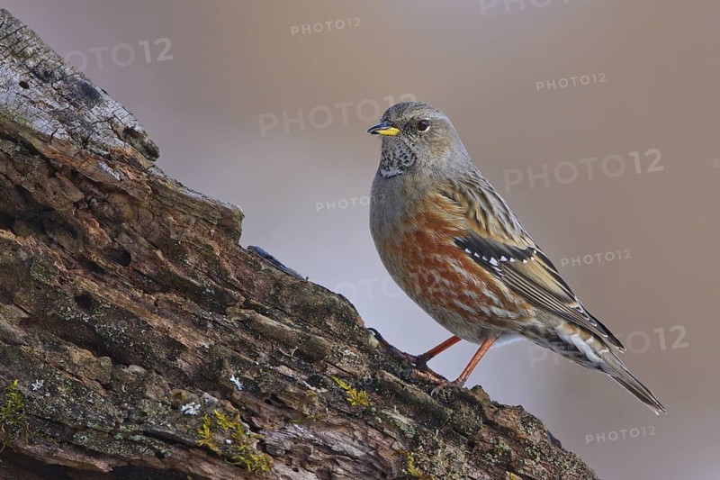 Alpine Accentor (Prunella collaris), Carinthia, Austria
