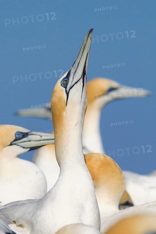 Australasian Gannet (Morus serrator), Victoria, Australia