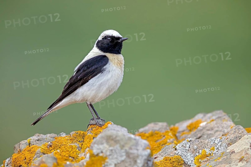 Balkan Wheatear, Mediterranean Wheatear subspecies melanoleuca, (Oenanthe hispanica melanoleuca), (Oenanthe melanoleuca), flycatcher family, Lesbos, lesbos island, Greece