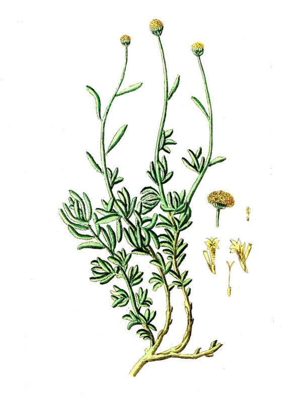 Santolina cyparissus, silvery saint's herb, digital reproduction of a historical original, between 1790 and 1810