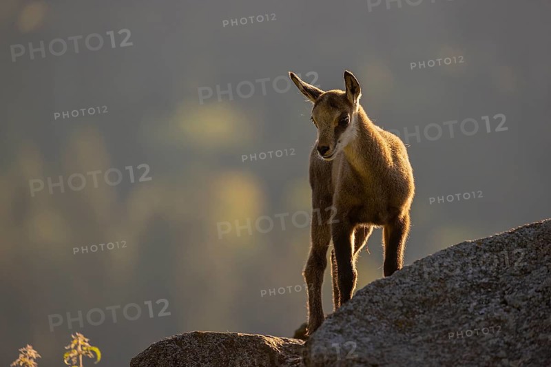 One young Chamois (Rupicapra rupicapra) standing on a rim, backlit scene with a dark background