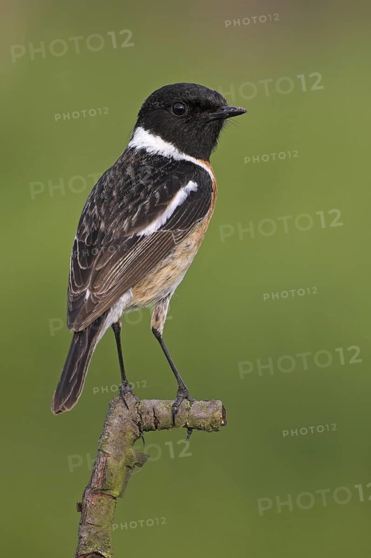 European Stonechat (Saxicola rubicola) male, Rhineland-Palatinate, Germany