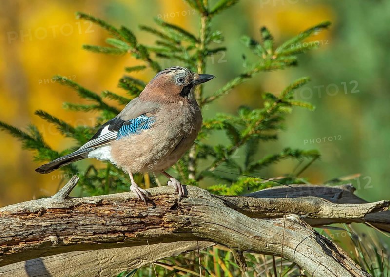 Eurasian jay (Garrulus glandarius), sitting on a branch, Terfens, Tyrol, Austria