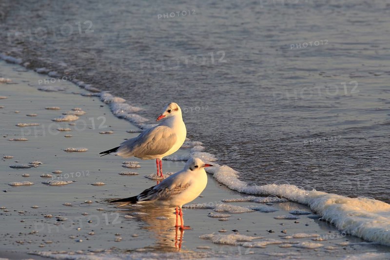 Morning atmosphere on the beach of the Baltic Sea, September, Usedom, Mecklenburg-Western Pomerania, Germany