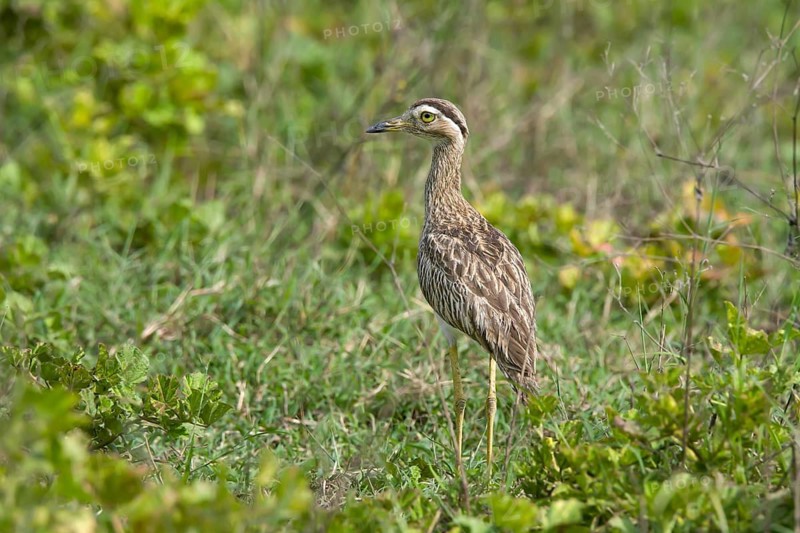 Double-striped Thick-knee Burhinus bistriatus Palo Verde National Park, Costa Rica 17 October Adult Burhinidae