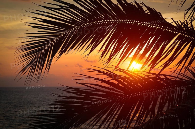 Beach vacation romantic holidays background, ocean sunset visible through palm leaves. Varkala, Kerala, India