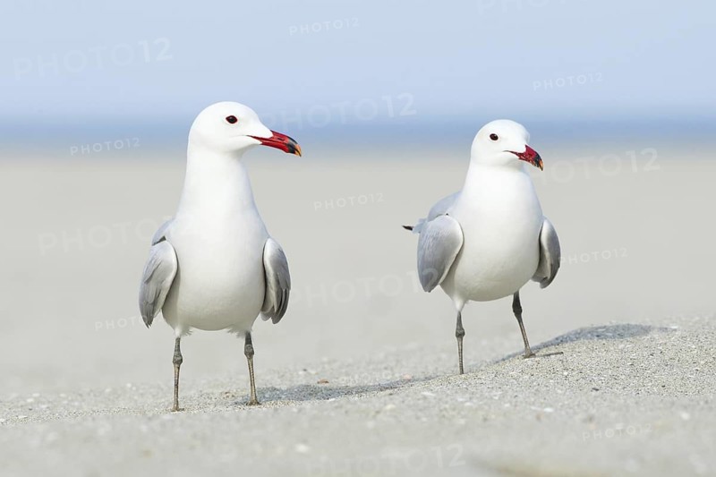 Audouin's Gull (Ichthyaetus audouinii), Mallorca, Spain