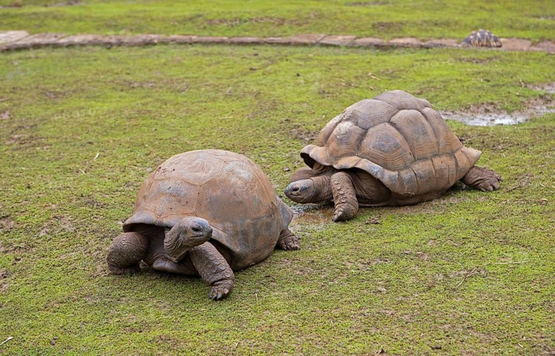 Aldabra giant tortoises (Aldabrachelys gigantea) on a grassy area, Botanical Garden or Sir Seewoosagur Ramgoolam Botanical Garden or Pamplemousses Botanical Garden, Pamplemousses District, Mauritius
