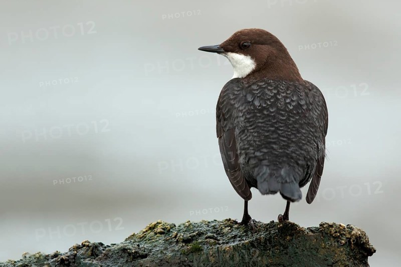 Zwartbuikwaterspreeuw, Black-bellied Dipper, Cinclus cinclus cinclus