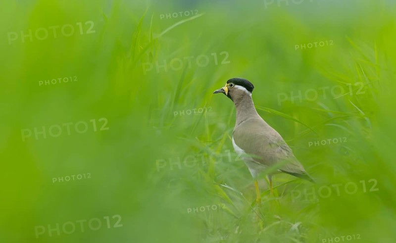 Yellow-wattled Lapwing (Vanellus malabaricus) standing in a lush green field, Sreepur, Gazipur, bangladesh