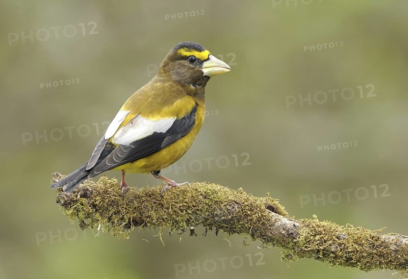 Evening Grosbeak (Hesperiphona vespertina) male, Canada