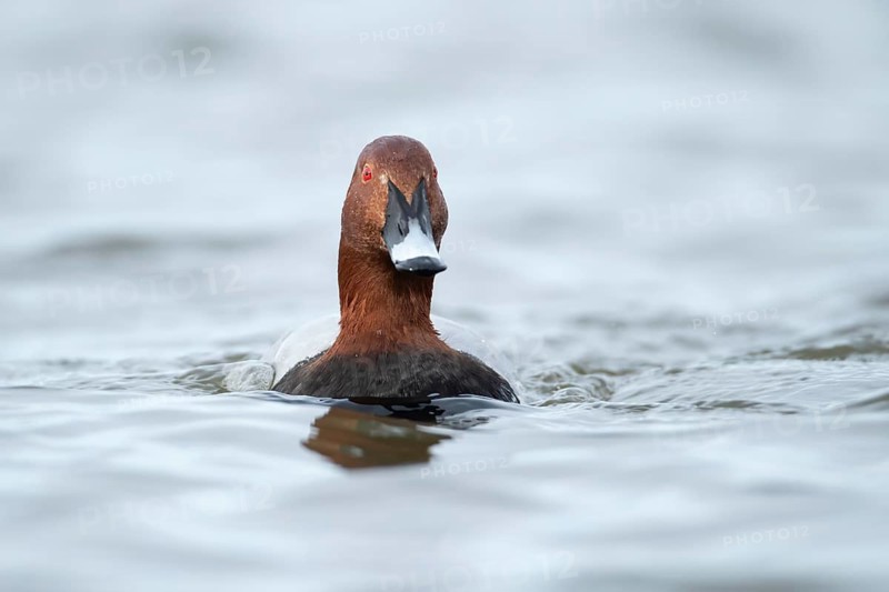 Common pochard duck (Aythya ferina) adult male bird on a lake, England, United Kingdom