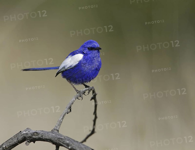 White-winged Fairywren (Malurus leucopterus) male, New South Wales, Australia