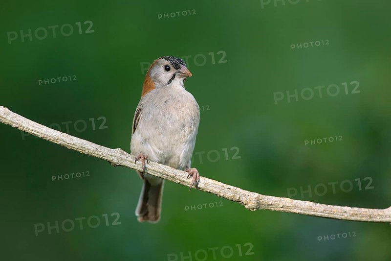 Schuppenkopfweber (Sporopipes frontalis) perched on a branch, Uganda