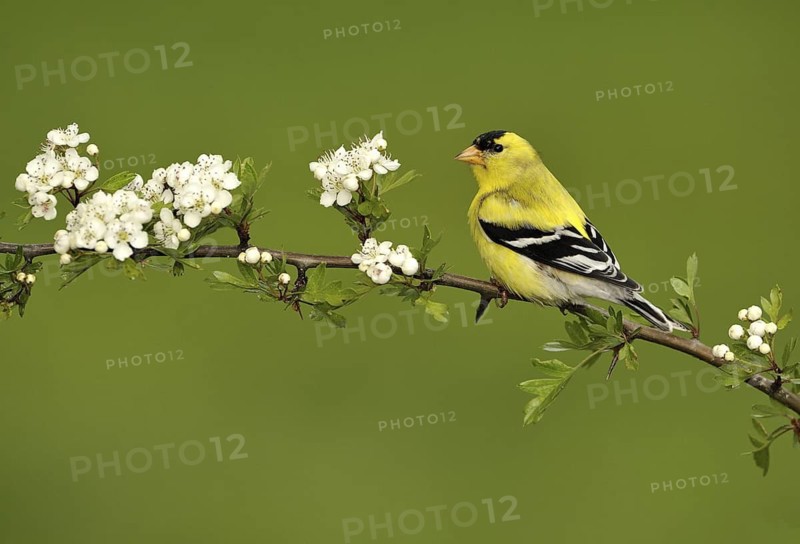 American Goldfinch (Spinus tristis) male, British Columbia, Canada