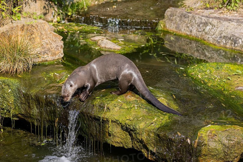 One giant otter or giant river otter (Pteronura brasiliensis) standing on a mossy rock in a creek above a little cascade
