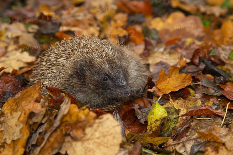 European hedgehog (Erinaceus europaeus) adult animal on fallen autumn leaves, England, United Kingdom