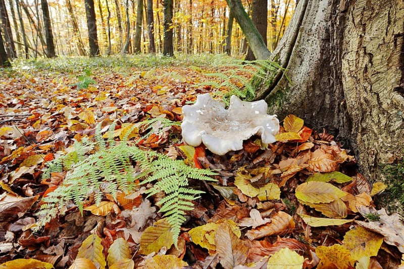 Clouded funnel fungus or grey cap (Clitocybe nebularis, Lepista nebularis) and fern in autumn, North Rhine-Westphalia, Germany