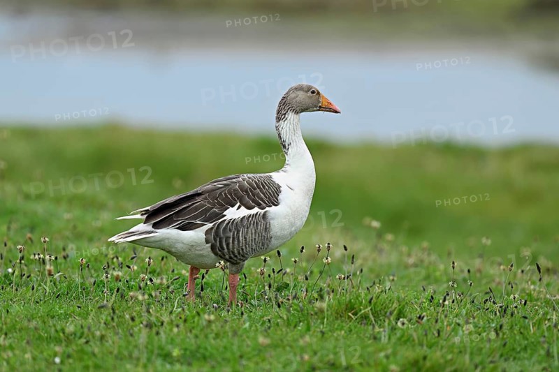 Greylag goose (Anser anser), standing on a meadow, Texel, West Frisian Island, province of North Holland, Netherlands