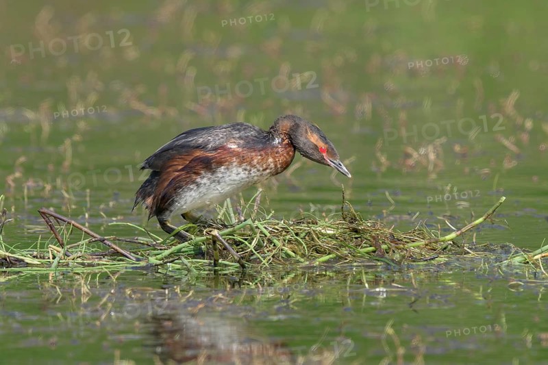 Horned Grebe (Podiceps auritus) on nest, Iceland