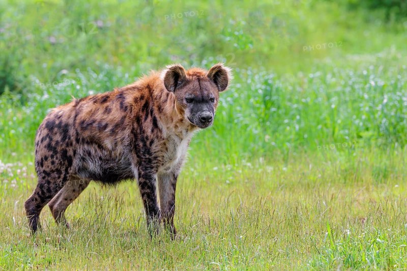 An adult female spotted hyena (Crocuta crocuta) stands in a green meadow. Southern part of Africa