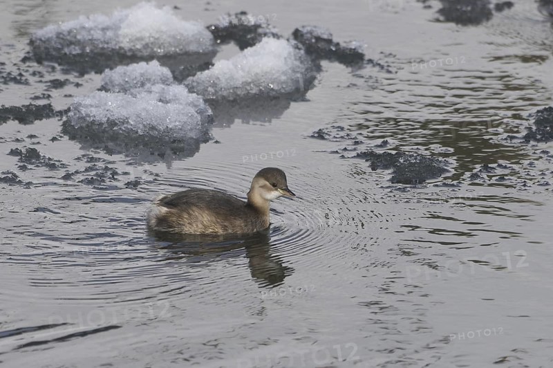 Little Grebe (Tachybaptus ruficollis), Saxony, Germany