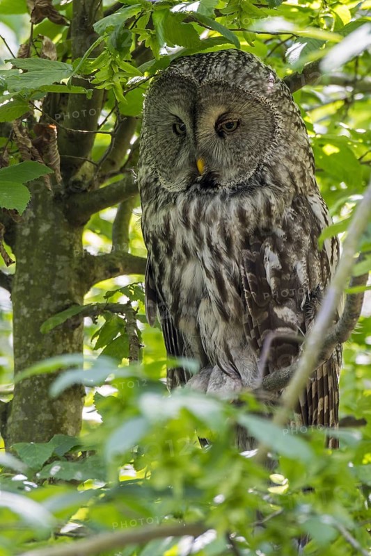 Great grey owl (Strix nebulosa), great gray owl perched in tree, native to the Northern Hemisphere