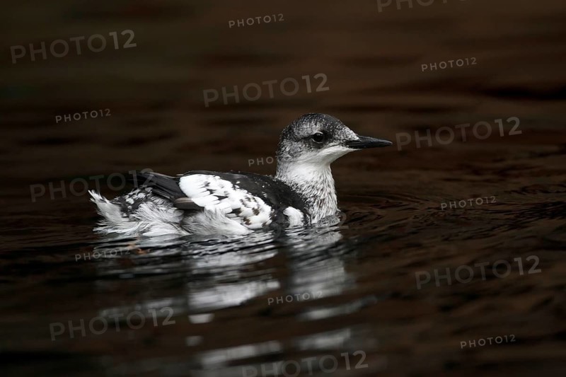 Black Guillemot (Cepphus grylle), Schleswig-Holstein, Germany