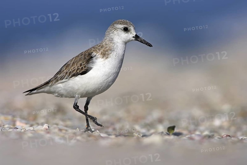 Sanderling (Calidris alba), Florida, USA