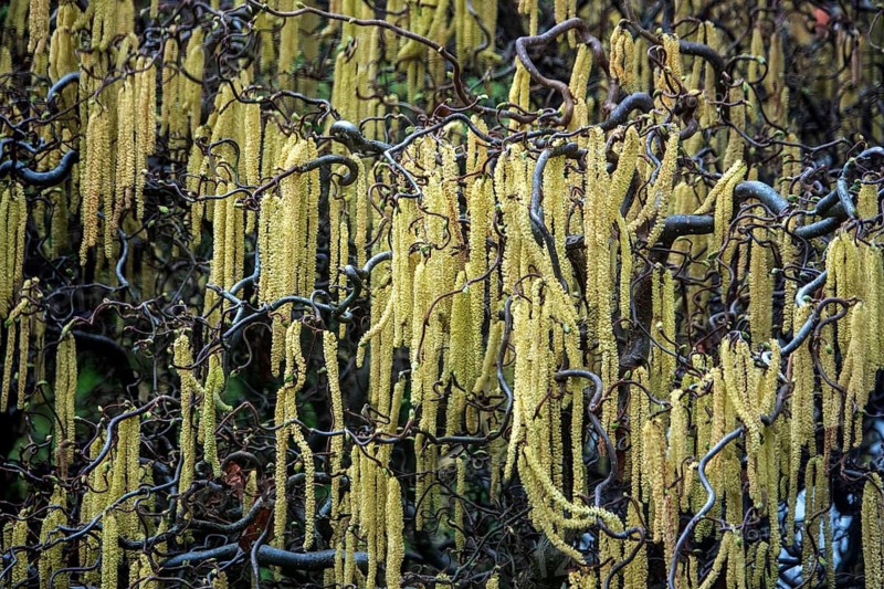Hazelnut, corkscrew hazel (Corylus avellana contorta), flowering, Baden-Württemberg, Germany