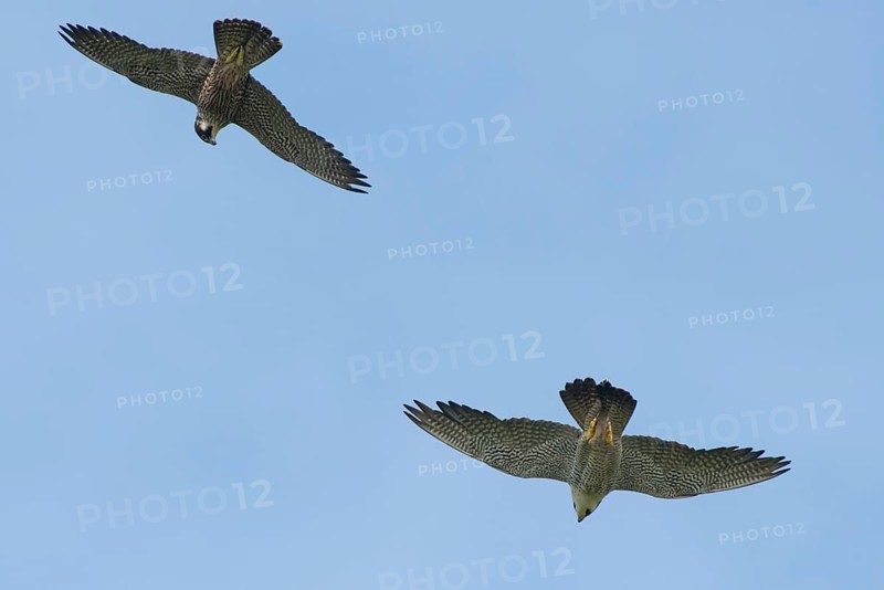 Peregrine Falcon (Falco peregrinus) adult and juvenile flying, Schleswig-Holstein, Germany