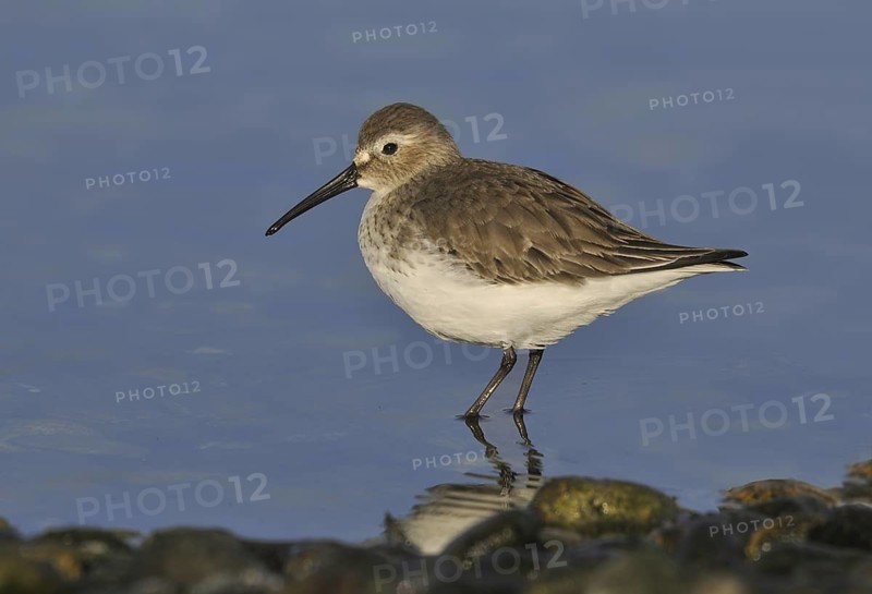 Dunlin (Calidris alpina), British Columbia, Canada