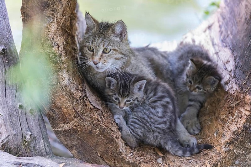 One female European wildcat, Felis silvestris silvestris, resting in a hollow tree with two kitten of around 8 weeks old