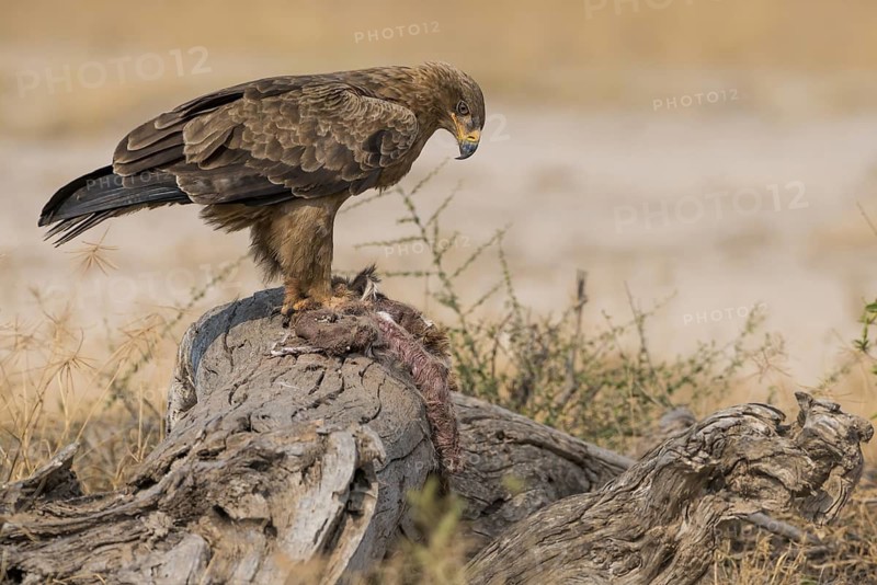 Tawny Eagle (Aquila rapax) feeding on carrion, Kenya