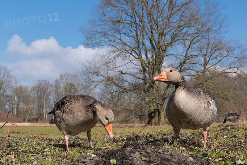 Greylag Goose (Anser anser), Lower Saxony, Germany