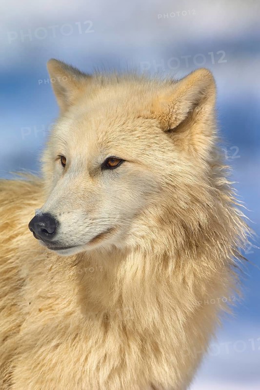Arctic wolf (Canis lupus arctos), white wolf in profile against a wintry background, Germany