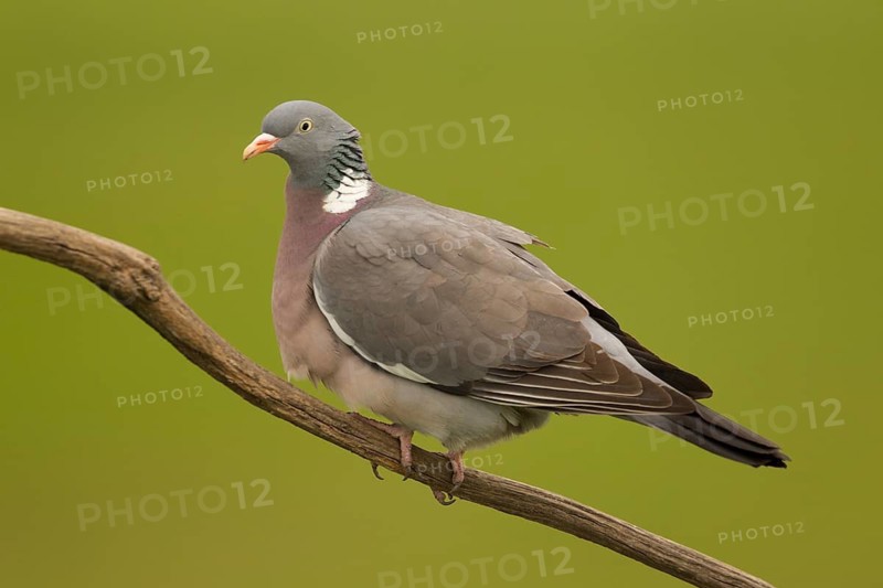 Common Wood Pigeon (Columba palumbus) perched on a branch, Serbia
