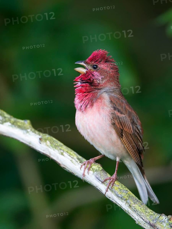 Common Rosefinch (Carpodacus erythrinus) male singing, Mecklenburg-Western Pomerania, Germany