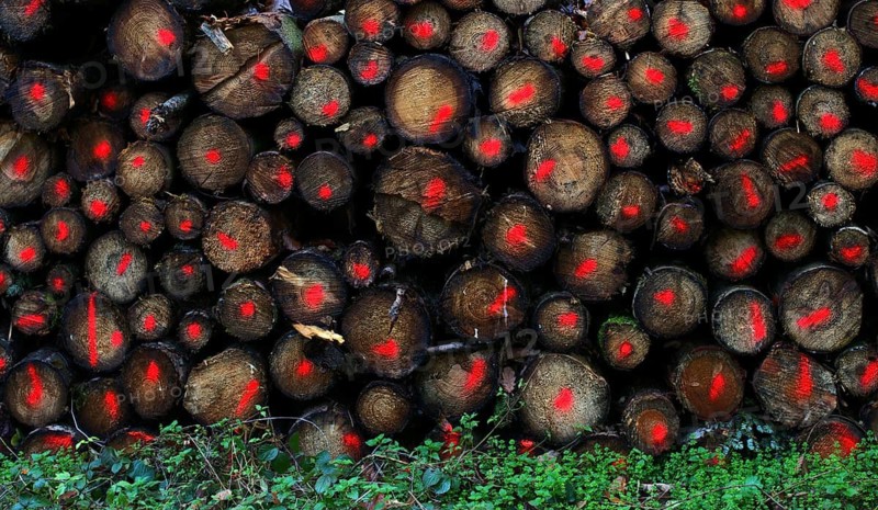 Logging, logs in the forest, trees, stacked, marked, Swabian Forest, Baden-Württemberg, Germany