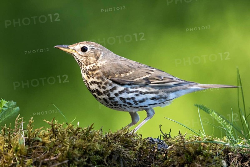 Song Thrush (Turdus philomelos) perched on ground, Carpathian Mountains, Romania
