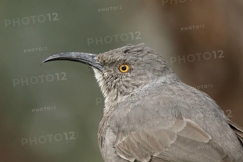 Curve-billed Thrasher (Toxostoma curvirostre), Arizona, USA