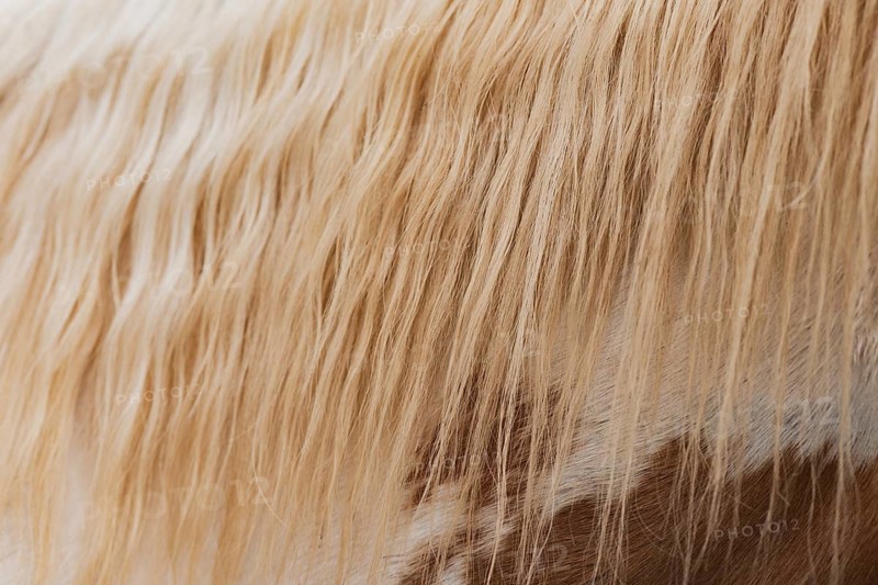 A close-up image of a golden horse's mane showcases the flowing, silky texture of its strands. The hair's golden hue glows warmly in the light, highlighting natural beauty