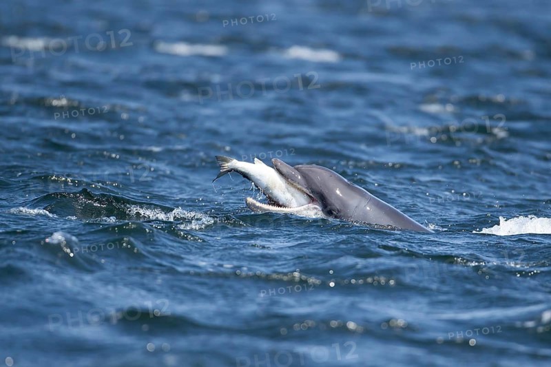 Common bottlenose dolphin (Tursiops truncatus) adult marine mammal eating a salmon fish on the surface of the sea, Scotland, United Kingdom