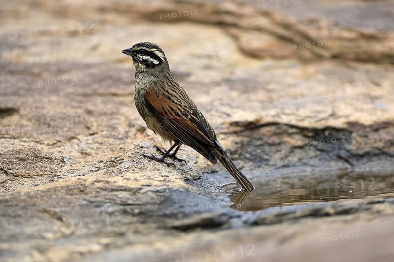 Cape Bunting (Emberiza capensis), adult, at the water's edge, Mountain Zebra National Park, Eastern Cape, South Africa