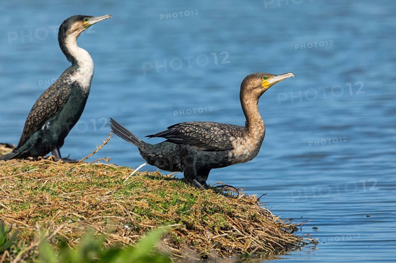 White-breasted Cormorant, (Phalacrocorax lucidu), two cormorants, on perch, foraging, biotope, cormorant family, Africa, False Bay Nature Reserve Strandfontein Sewage Works, Cape Town, Western Cape, South Africa