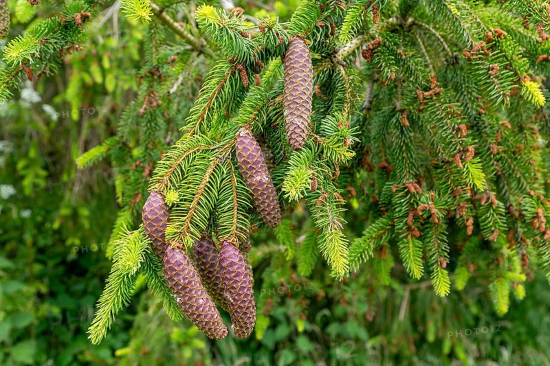 Close-up of Norway spruce tree, Picea abies, leaves and cones, Sutton, Suffolk, England, UK